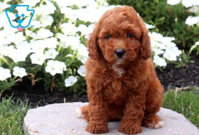 Adorable red Cavapoo puppy sitting on a stone paver, showing off its soft curly coat while posing in front of blooming white flowers and lush garden greenery. image