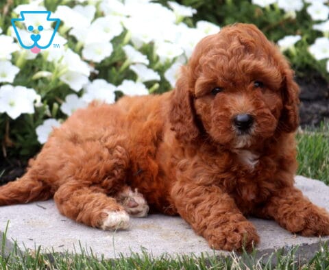 Sweet red Cavapoo puppy relaxing on a stone paver, featuring a fluffy curly coat and expressive eyes with a backdrop of bright white flowers and fresh green landscaping.