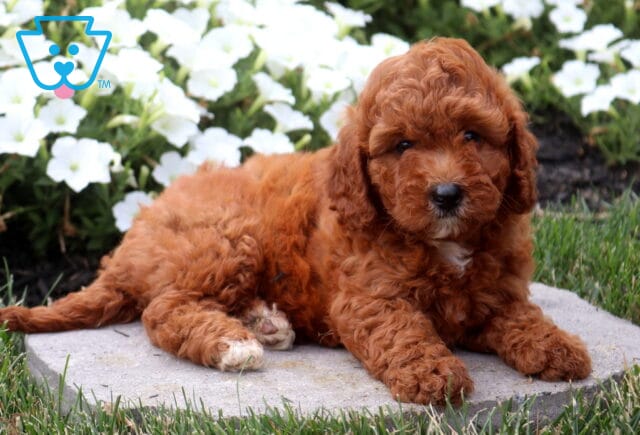 Sweet red Cavapoo puppy relaxing on a stone paver, featuring a fluffy curly coat and expressive eyes with a backdrop of bright white flowers and fresh green landscaping. image