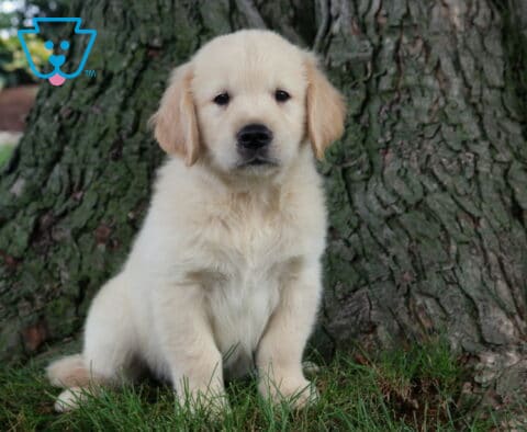 Ryder Golden