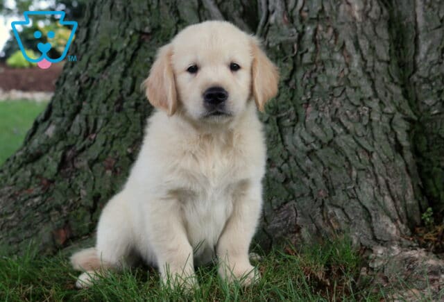 Ryder Golden image