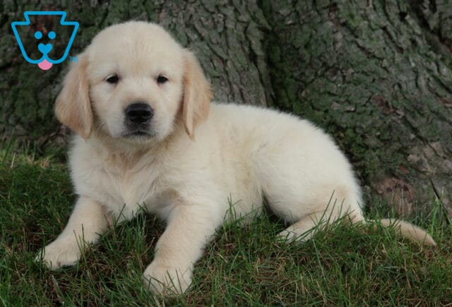 Ryder Golden2 image