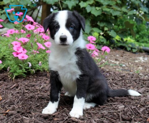 Black and white Border Collie puppy with one striking blue eye sitting proudly beside bright pink flowers, showing off its classic markings and attentive expression.