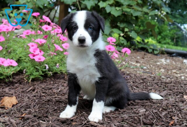 Black and white Border Collie puppy with one striking blue eye sitting proudly beside bright pink flowers, showing off its classic markings and attentive expression. image