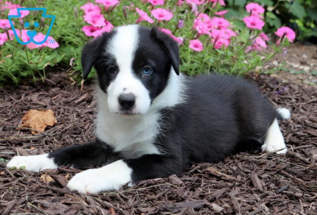 Black and white Border Collie puppy with one vivid blue eye lying comfortably on mulch in front of blooming pink flowers, showcasing its soft coat and gentle personality. image