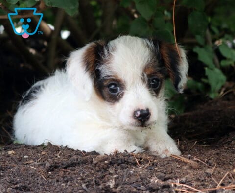 Curious white-and-tricolor Jackapoo puppy resting beneath leafy shrubs, with expressive dark eyes and a tiny speckled nose peeking out from the garden soil.
