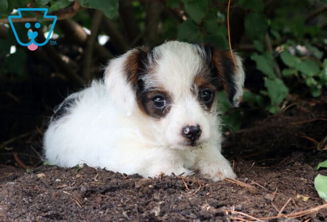 Curious white-and-tricolor Jackapoo puppy resting beneath leafy shrubs, with expressive dark eyes and a tiny speckled nose peeking out from the garden soil. image