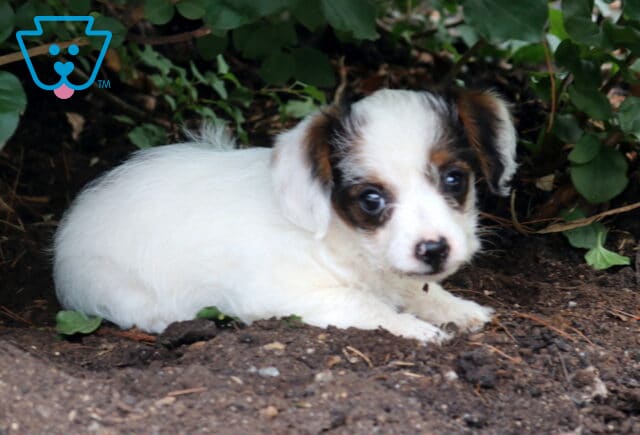Sweet white Jackapoo puppy with dark facial markings relaxing beneath green bushes, gazing up with bright eyes while nestled on soft garden soil. image