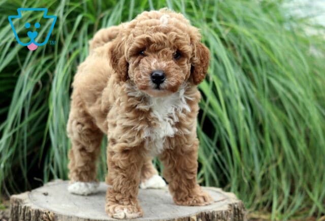 Fluffy apricot Toy Poodle puppy with a curly coat, white chest, and white-tipped paws standing proudly on a tree stump in front of tall green ornamental grass. image