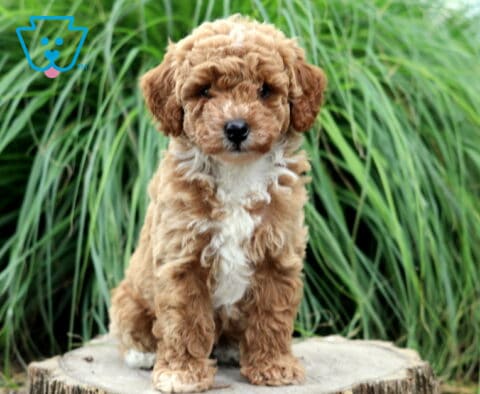 Curly apricot Toy Poodle puppy with a bright white chest sitting proudly on a tree stump, surrounded by tall green ornamental grass for a charming outdoor portrait.
