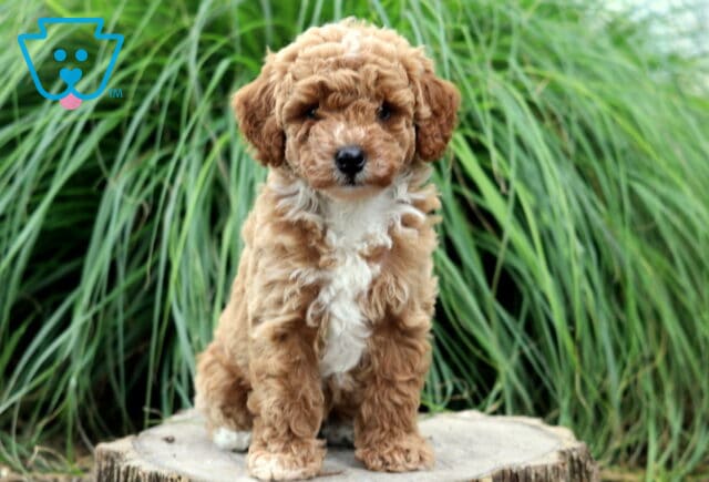 Curly apricot Toy Poodle puppy with a bright white chest sitting proudly on a tree stump, surrounded by tall green ornamental grass for a charming outdoor portrait. image
