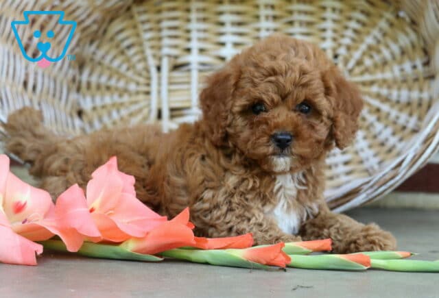 Sandra Toy Poodle image