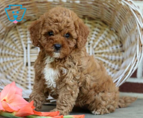 Sandra Toy Poodle2