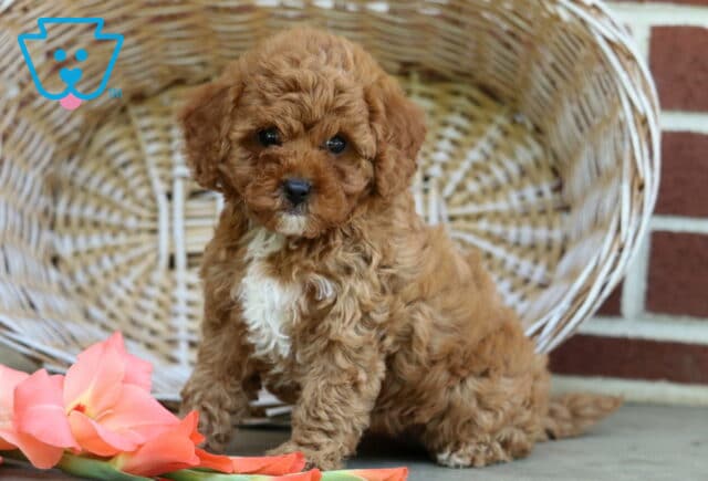 Sandra Toy Poodle2 image