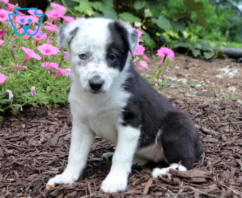 Black and white Border Collie puppy with striking blue and dark eyes sitting beside bright pink flowers, showing off a unique coat pattern and sweet expression.