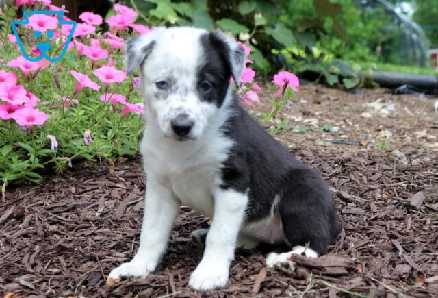 Black and white Border Collie puppy with striking blue and dark eyes sitting beside bright pink flowers, showing off a unique coat pattern and sweet expression. image