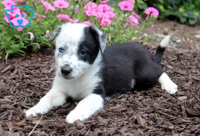 Black and white Border Collie puppy with one bright blue eye and one dark eye relaxing on mulch in front of vibrant pink flowers, showing its unique markings and alert expression. image