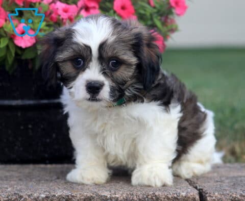 Scampy Cava Tzu