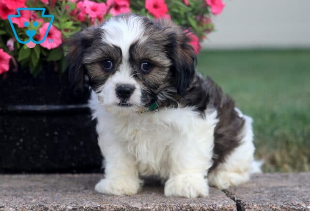Scampy Cava Tzu image