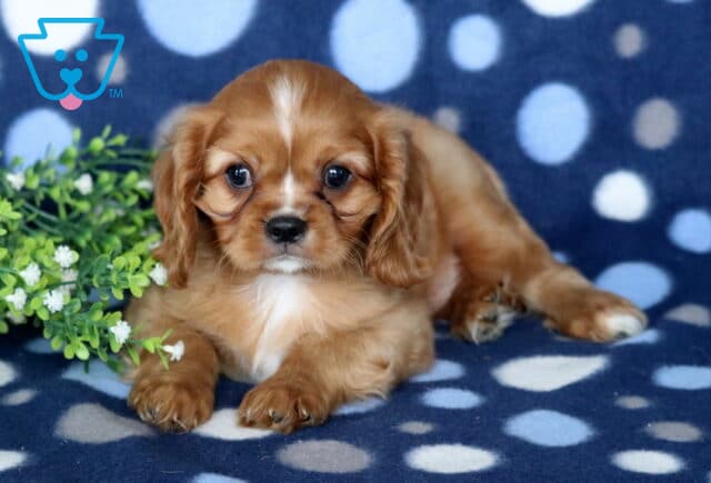 Adorable Blenheim Cavalier King Charles Spaniel puppy lying on a blue polka-dot blanket beside greenery, showing a silky chestnut-and-white coat, soulful eyes, and a calm, affectionate expression. image
