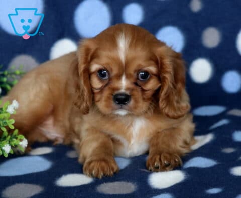 Sweet Blenheim Cavalier King Charles Spaniel puppy resting on a blue polka-dot blanket next to lush greenery, featuring a rich chestnut coat, white facial blaze, floppy ears, and an irresistibly gentle gaze.