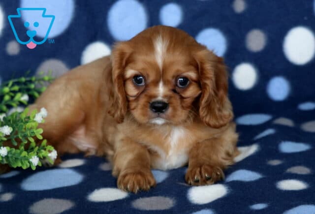 Sweet Blenheim Cavalier King Charles Spaniel puppy resting on a blue polka-dot blanket next to lush greenery, featuring a rich chestnut coat, white facial blaze, floppy ears, and an irresistibly gentle gaze. image