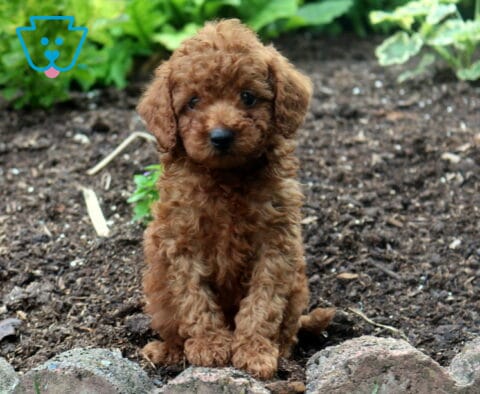 Scooby Mini Poodle