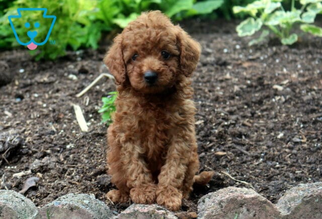 Scooby Mini Poodle image