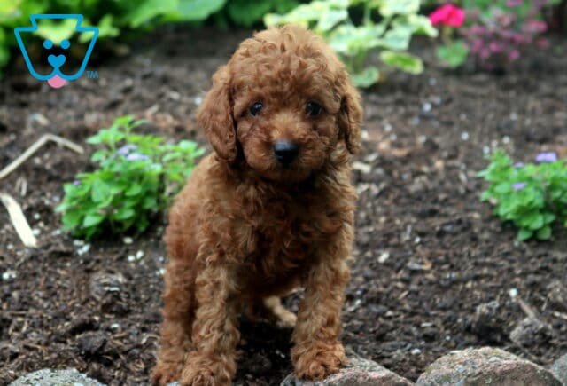 Scooby Mini Poodle2 image