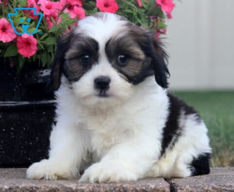 Scotty Cava Tzu