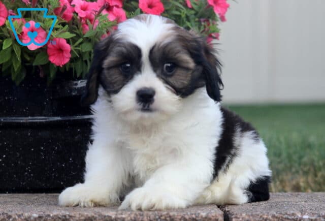 Scotty Cava Tzu image
