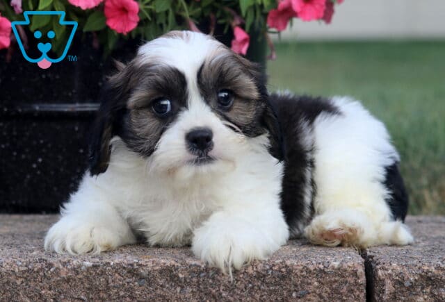 Scotty Cava Tzu2 image