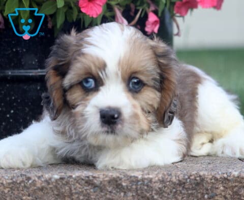 Scout Cava Tzu