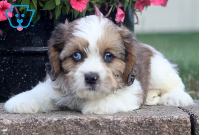 Scout Cava Tzu image