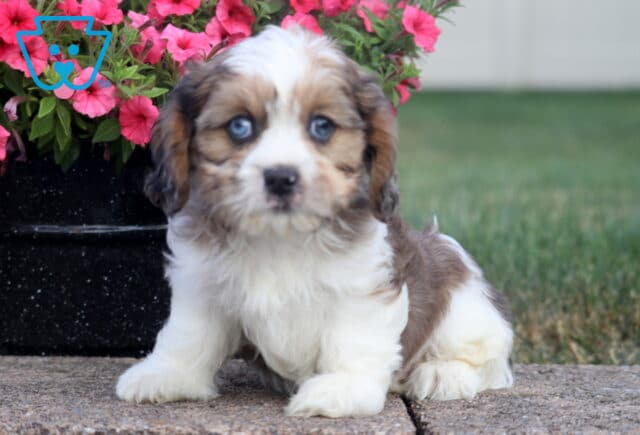 Scout Cava Tzu2 image