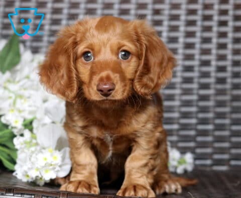 Sweet red long-haired Mini Dachshund puppy sitting beside white flowers, featuring silky floppy ears, expressive amber eyes, and a rich copper-colored coat against a woven wicker backdrop.