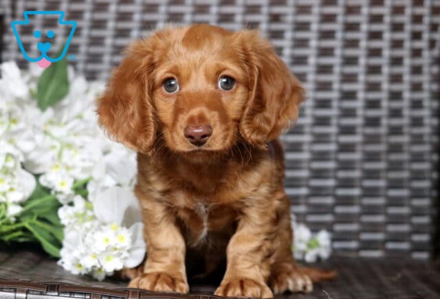 Sweet red long-haired Mini Dachshund puppy sitting beside white flowers, featuring silky floppy ears, expressive amber eyes, and a rich copper-colored coat against a woven wicker backdrop. image