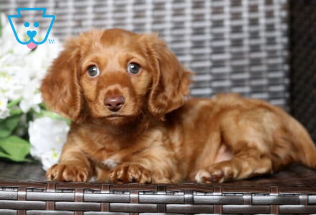 Adorable red long-haired Mini Dachshund puppy lying on a wicker bench beside white blossoms, showing a silky chestnut coat, floppy feathered ears, and gentle eyes gazing toward the camera. image