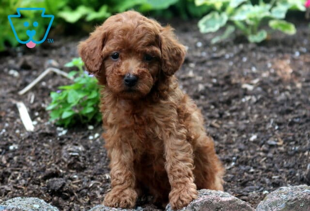 Sebastian Mini Poodle image