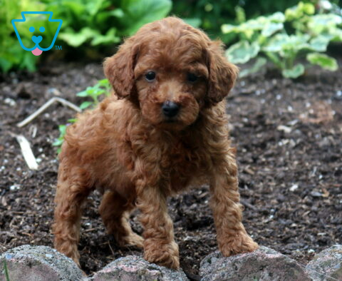 Sebastian Mini Poodle2