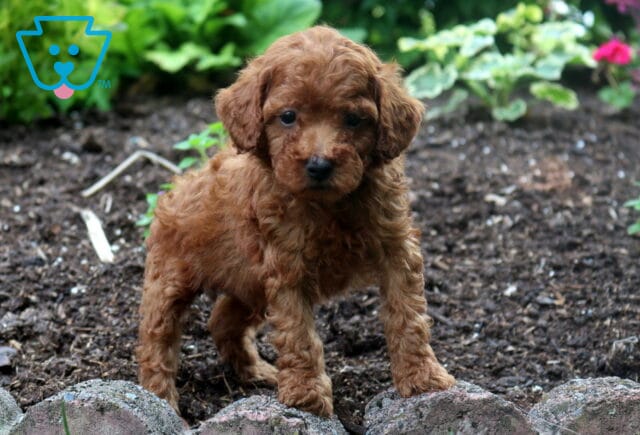 Sebastian Mini Poodle2 image