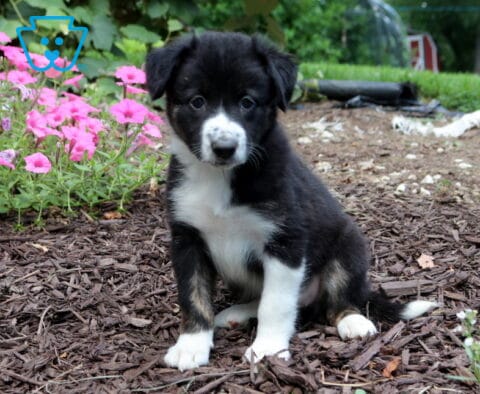Black and white Border Collie puppy with tan accents sitting beside bright pink flowers, displaying a sweet face, white chest, and an alert, gentle expression.