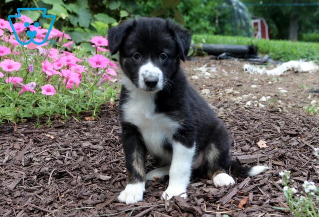 Black and white Border Collie puppy with tan accents sitting beside bright pink flowers, displaying a sweet face, white chest, and an alert, gentle expression. image