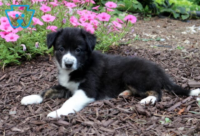 Black and white Border Collie puppy with tan markings lounging on mulch in front of blooming pink flowers, showing a relaxed pose and a calm, inquisitive expression. image