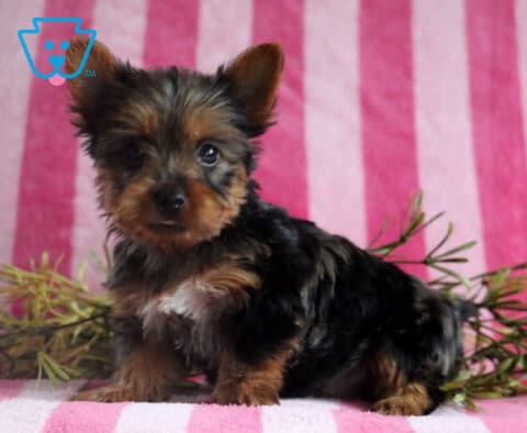 Shadow Yorkie