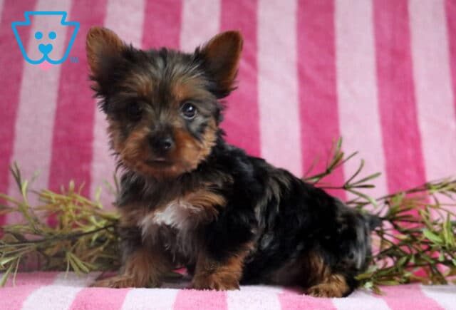 Shadow Yorkie image