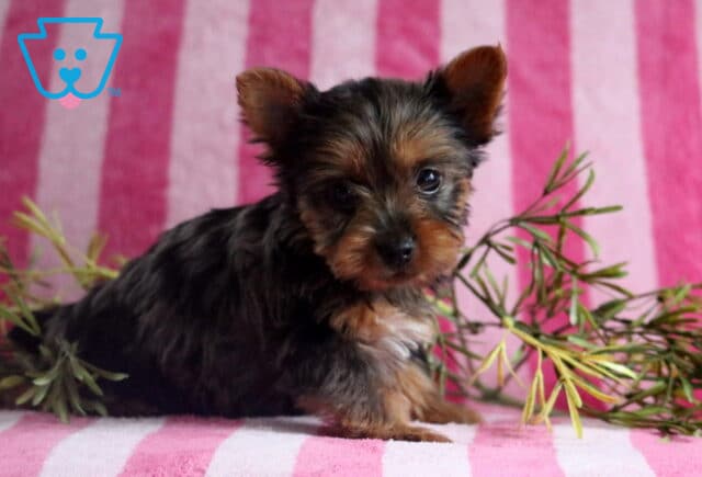Shadow Yorkie2 image