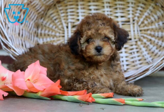 Sheila Toy Poodle image