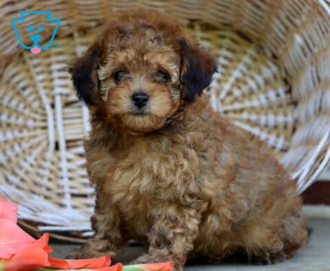Sheila Toy Poodle2