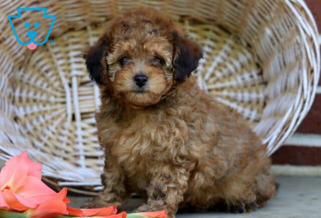 Sheila Toy Poodle2 image